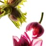 Lotus Treatment OIl - 