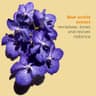 Blue Orchid Treatment Oil - 